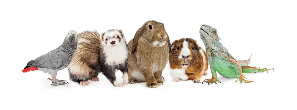 small pets shutterstock_394830724